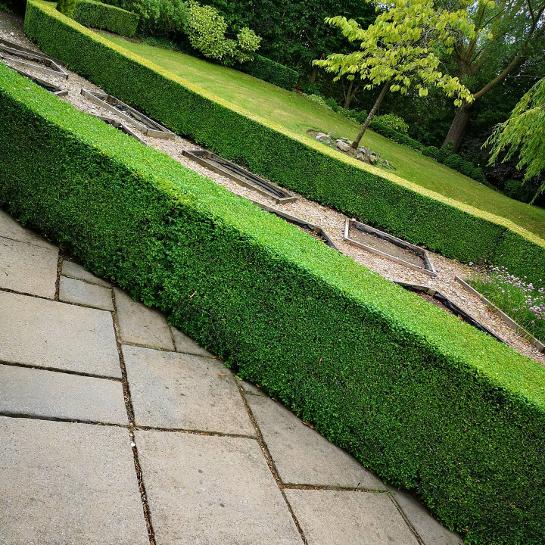 hedge cutting